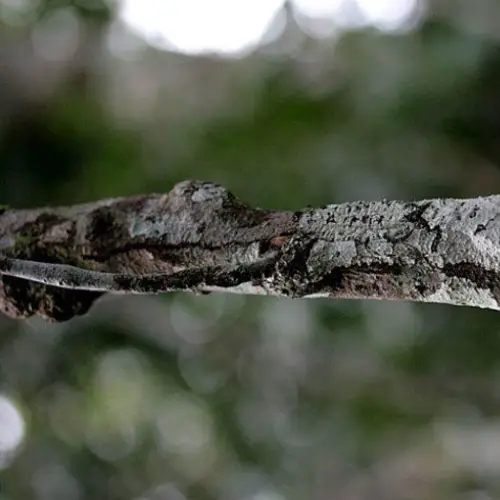 27 Animals That Don't Think You Can See Them