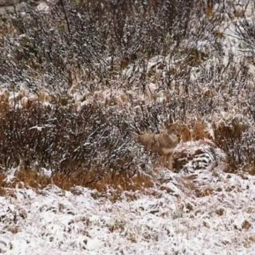 24 Mesmerizing Examples Of Animal Camouflage In The Wild