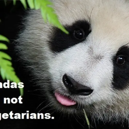 33 Panda Facts Guaranteed To Surprise And Delight You