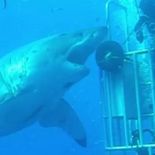 Video Of The Day: New Footage Of The Biggest Great White Shark Ever Filmed