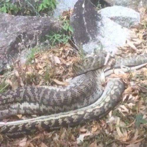 Video Of The Day: Watch A 17-Foot Python Swallow An Entire Kangaroo Whole