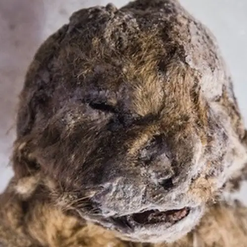 Scientists Will Attempt To Bring An Extinct Cave Lion Species Back To Life