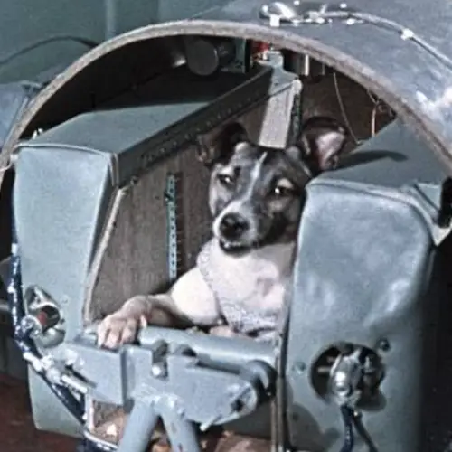 Meet Laika, The Soviet Dog Who Was Forced To Give Her Life For The Space Race