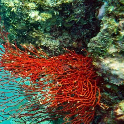 The Great Barrier Reef Could Be Global Warming's Latest Victim Because Of Coral Bleaching