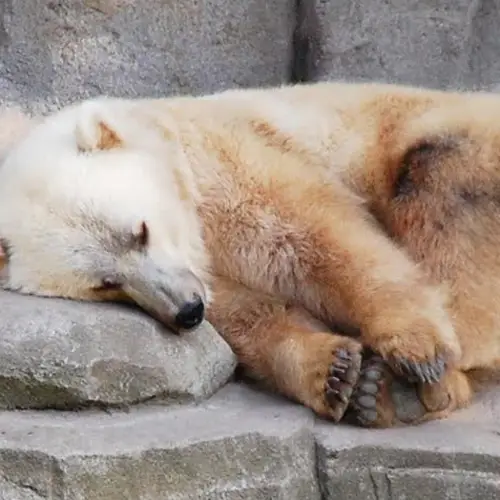 Astounding Grizzly-Polar Bear Hybrid Found In Canada