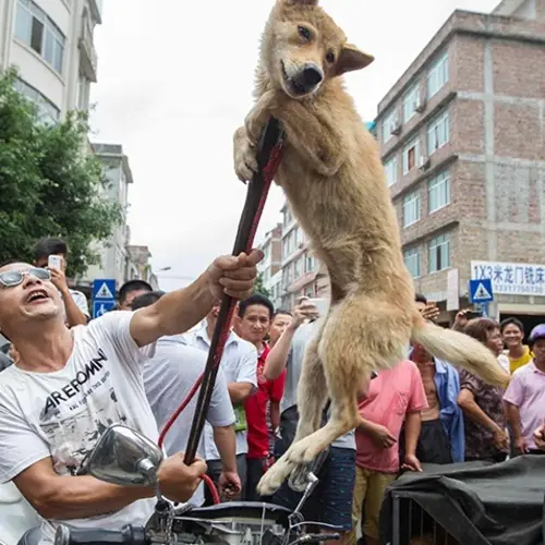 Inside Yulin Festival, China's Controversial Dog Meat Eating Festival
