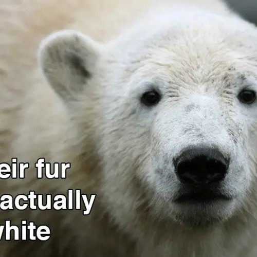 21 Strange But True Polar Bear Facts