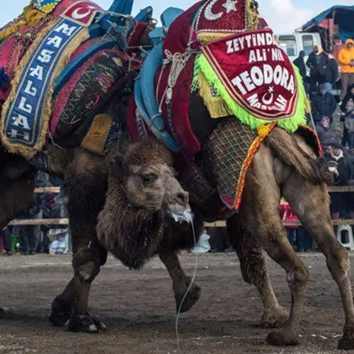17 Bizarre Scenes From Turkey's Camel Wrestling Festivals