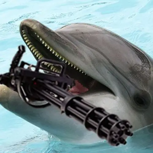The Bizarre But True Story Of Military Dolphins