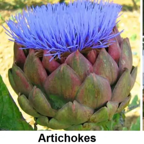What Your Favorite Foods Look Like Before Harvest And Processing