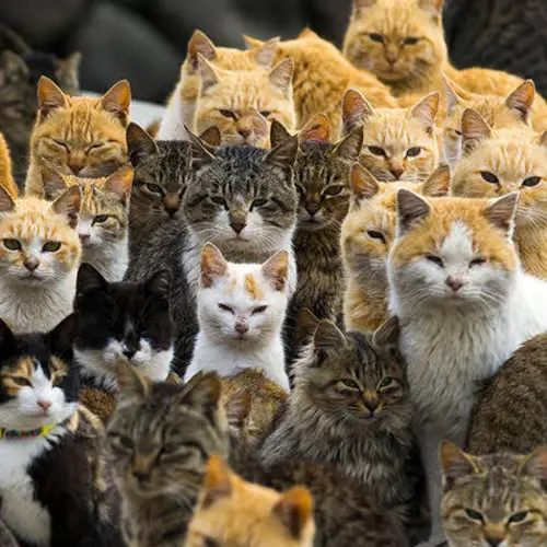 Explore Aoshima, Japan's 'Cat Island' That's Been Taken Over By Felines