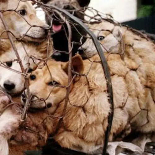 No More Dog Meat Sold At China's Annual Dog Meat Festival, Report Says