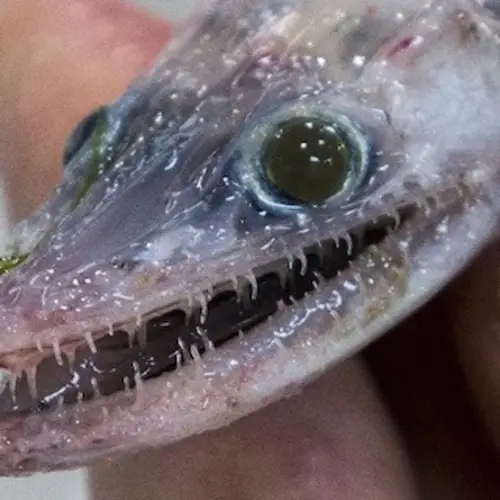 In First-Ever Australian Deep Sea Investigation, Researchers Discover Unbelievable Marine Life