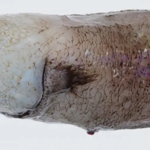 Faceless Fish Caught in Australia for the First Time in 140 Years