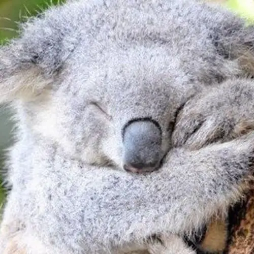 Koalas Face Extinction In Parts Of Australia, New WWF Research Says