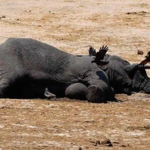 Ten More Elephants, Including A Mother And Baby, Poisoned By Poachers In Zimbabwe