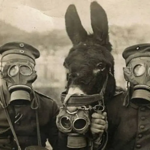 30 Vintage Photos Of Badass Animals Fighting In Wars