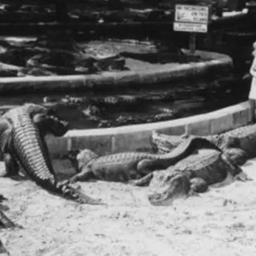 33 Unbelievable Vintage Photos From The Heyday Of Alligator Farms