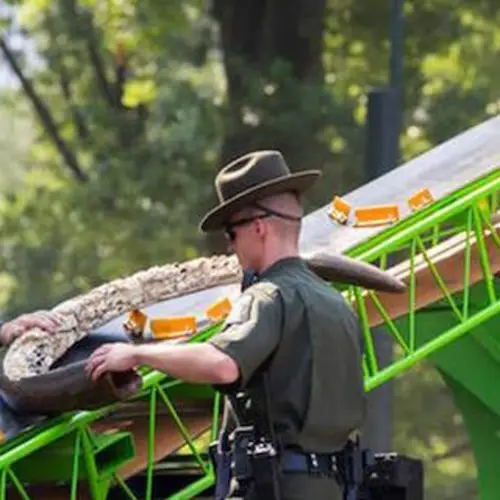 $8 Million-Worth Of Ivory Destroyed In Central Park In Message To Poachers [VIDEO]