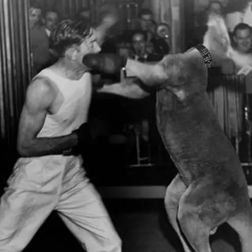 The Bizarre, Disturbing History Of Kangaroo Boxing