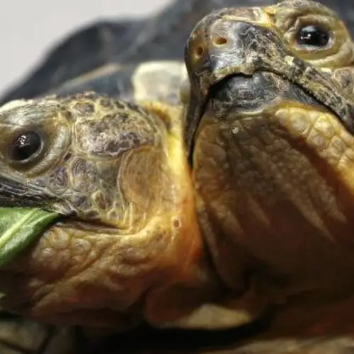 16 Fascinating Photos Of Two-Headed Animals Found In Nature