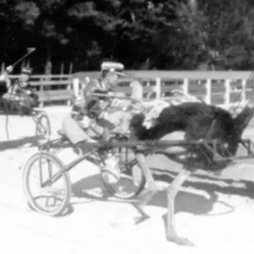 Unbelievable Photos From Florida's Golden Age Of Ostrich Racing