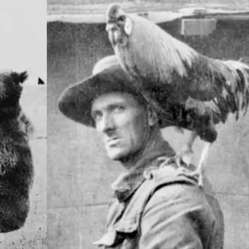 15 Army Mascot Animals That Might Be The Forgotten Heroes Of History's Largest Wars