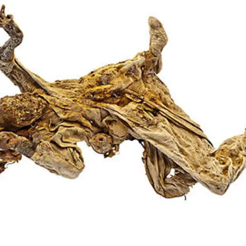 Meet The Ghoulish Salt Mummies That Were Frozen In Time