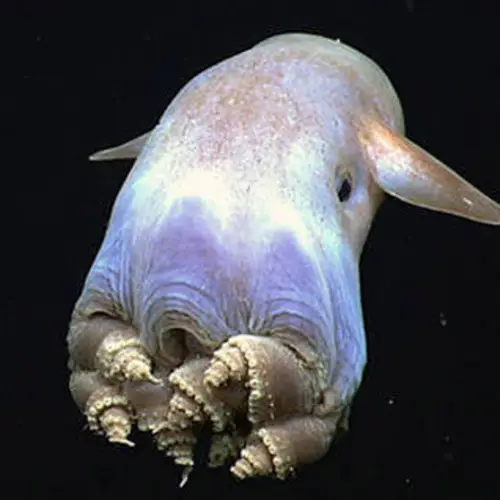 20 Incredible Photos Of Life Deep In The Gulf Of Mexico