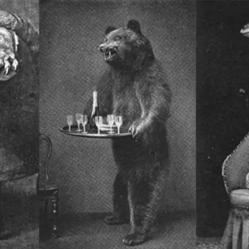 Killing Exotic Animals And Turning Them Into Furniture Was All The Rage In Victorian England
