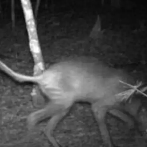 Inside The Chupacabra Legend And Its Stories Of Blood-Sucking Terror