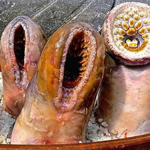 15 Gross Medieval Foods That People Actually Ate