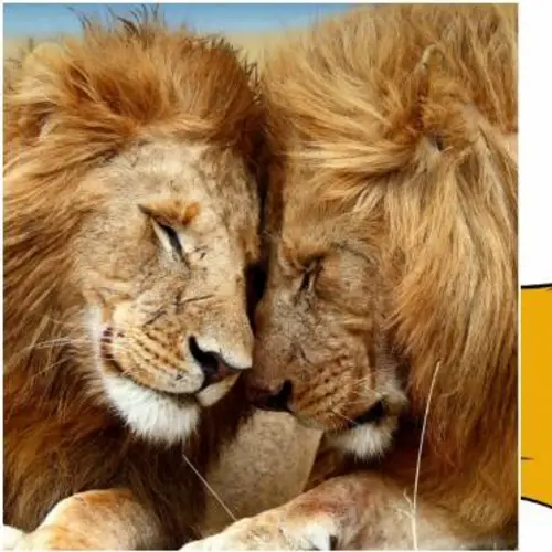 Study: Seeing Cute Animals In Pop Culture Makes People Think They're Not Endangered