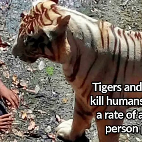 27 Interesting India Facts About Tigers, The Taj Mahal, And More