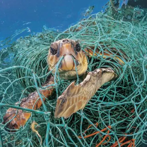 Heartbreaking Photos Of Plastic's Devastating Impact On Sea Creatures