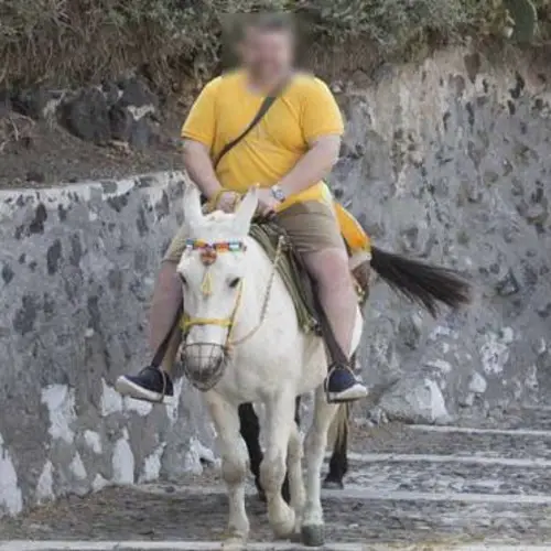 Overweight Tourists Are Crippling The Donkeys On Santorini