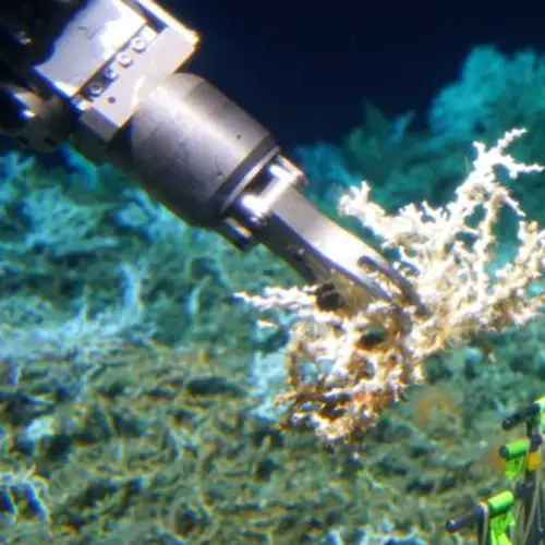 Scientists Discover 85 Miles Of Coral Reef Off The Coast Of South Carolina