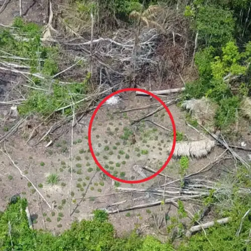 Drone Captures Previously Uncontacted Amazon Tribe Deep In The Rainforest