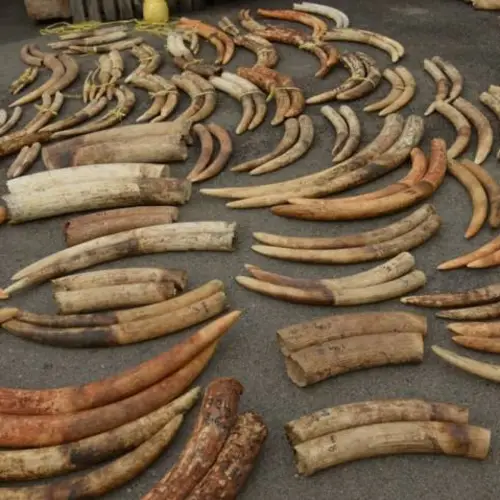 DNA Testing Could Help Conservationists To Stop Cartels Behind The Elephant Ivory Trade