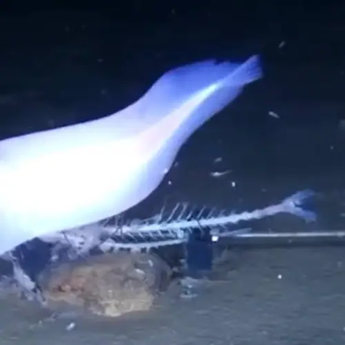 Scientists Discover Deep-Sea Fish Species That Would Melt At The Surface
