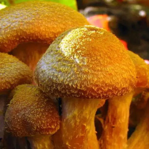 This Humungous Fungus Is Three Times The Size Of A Blue Whale And 2,500-Years-Old