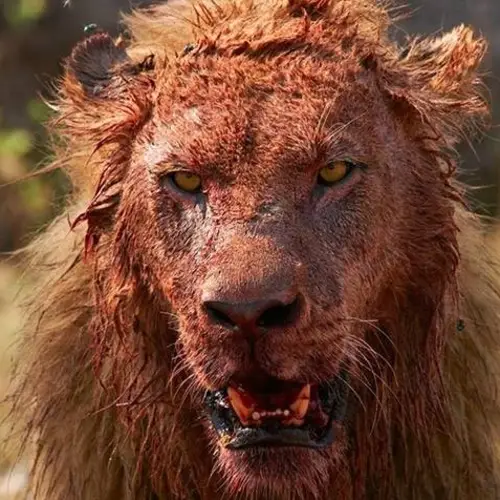15 Times Animals Got Their Revenge On Poachers