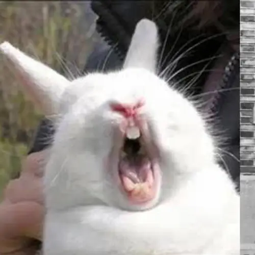 The Dark History Behind Okunoshima, Japan's "Rabbit Island"