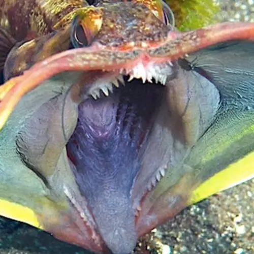 Scientists Are Sharing Photos Of The Ocean's Scariest Deep-Sea Creatures In Honor Of Halloween — And They're All Horrifying