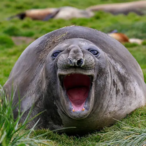 33 Funny Animal Pictures That Prove Mother Nature Has A Great Sense Of Humor