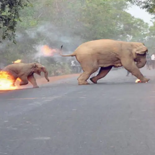 21 Devastating Photos Of India's Accelerating Human-Elephant Conflict