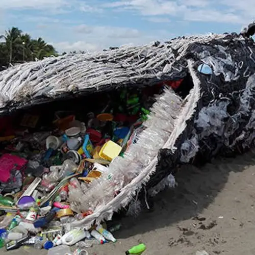 Study Finds Every Whale, Seal, And Dolphin Sampled To Have Ingested Plastic