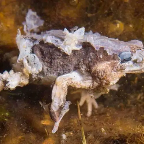 Amphibian Doomsday Fungus Batrachochytrium Dendrobatidis Is 'The Most Deadly Pathogen Known To Science'