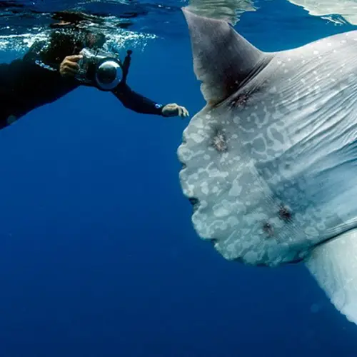 Meet The Ocean Sunfish, The Rhino-Sized Creature That's The Gentle Giant Of The Sea