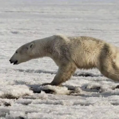 Exhausted Polar Bear Found Wandering Russian Village 435 Miles From Home